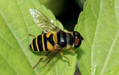 adult flower fly