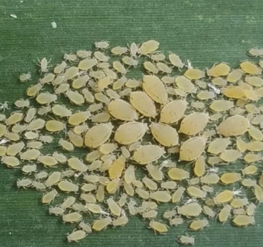 Figure 2. White sugarcane aphids.