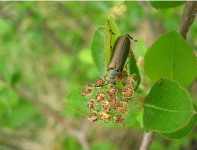 Blister beetle on Aronia