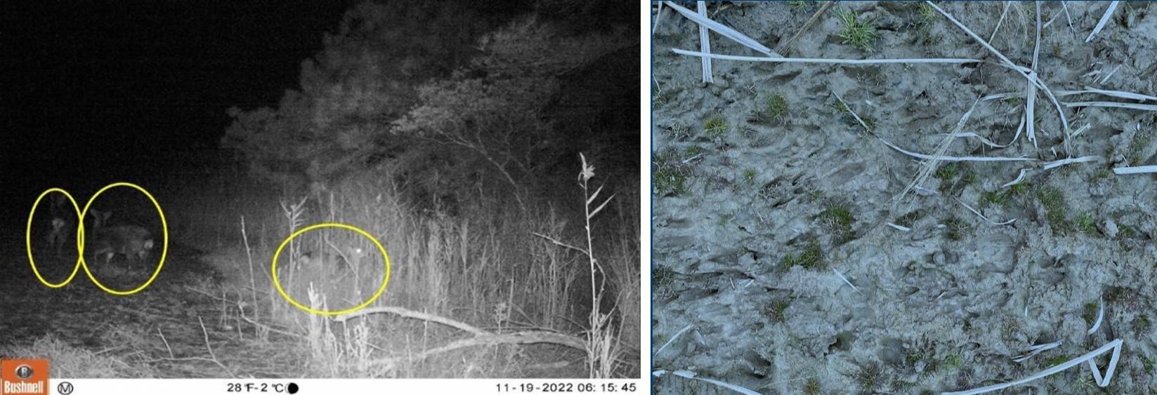 Deer image from Bushnell wildlife camera (left) and deer tracks within field (right).