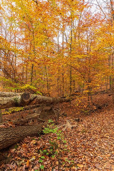Golden Autumn Foliage in Cunningham Falls State Park, MD. Photo by Liz Albro Photos/Adobe Stock