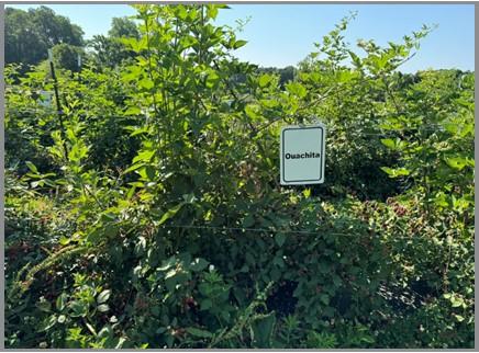 Ouacita blackberry cultivar