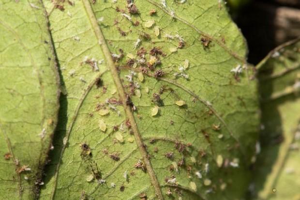 Green aphids underneath a crapemyrtle leaf