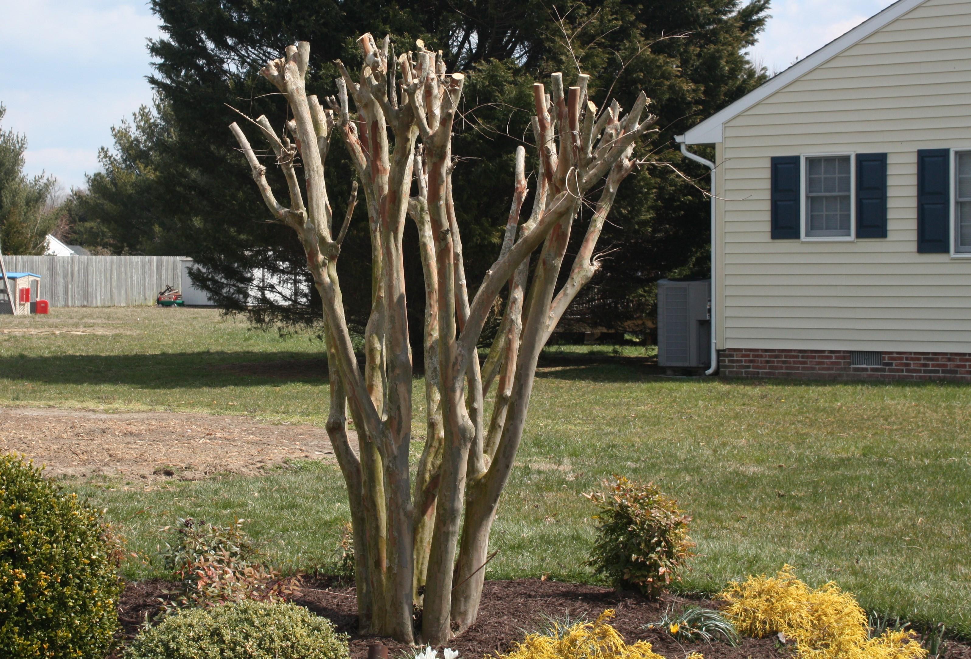 Drastically top-pruned crapemyrtle tree