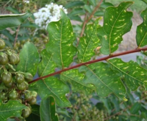 Yellow and brown streaking pattern on crapemyrtle leaves