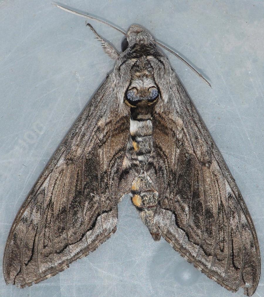 Tomato Hornworm adult moth