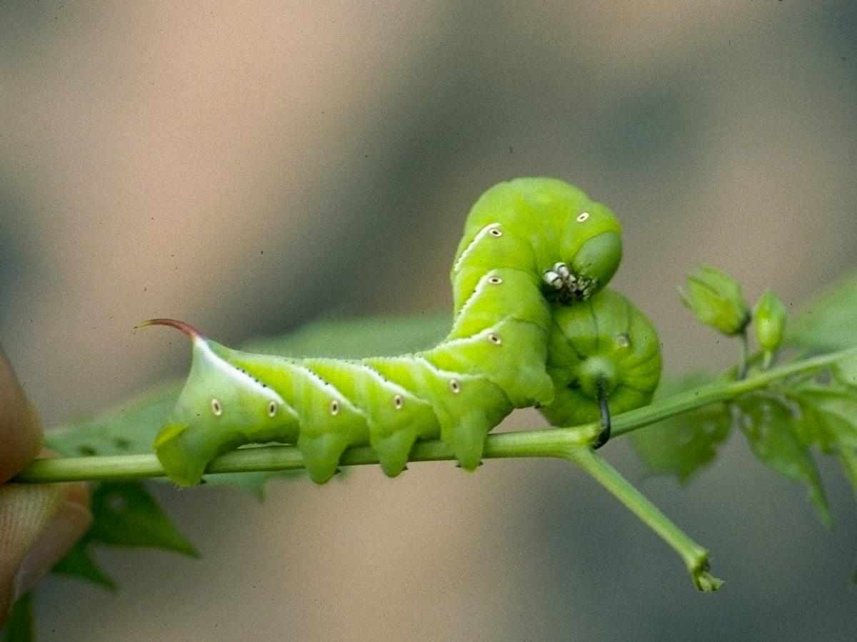 caterpillar of the Tobacco Hornworm moth