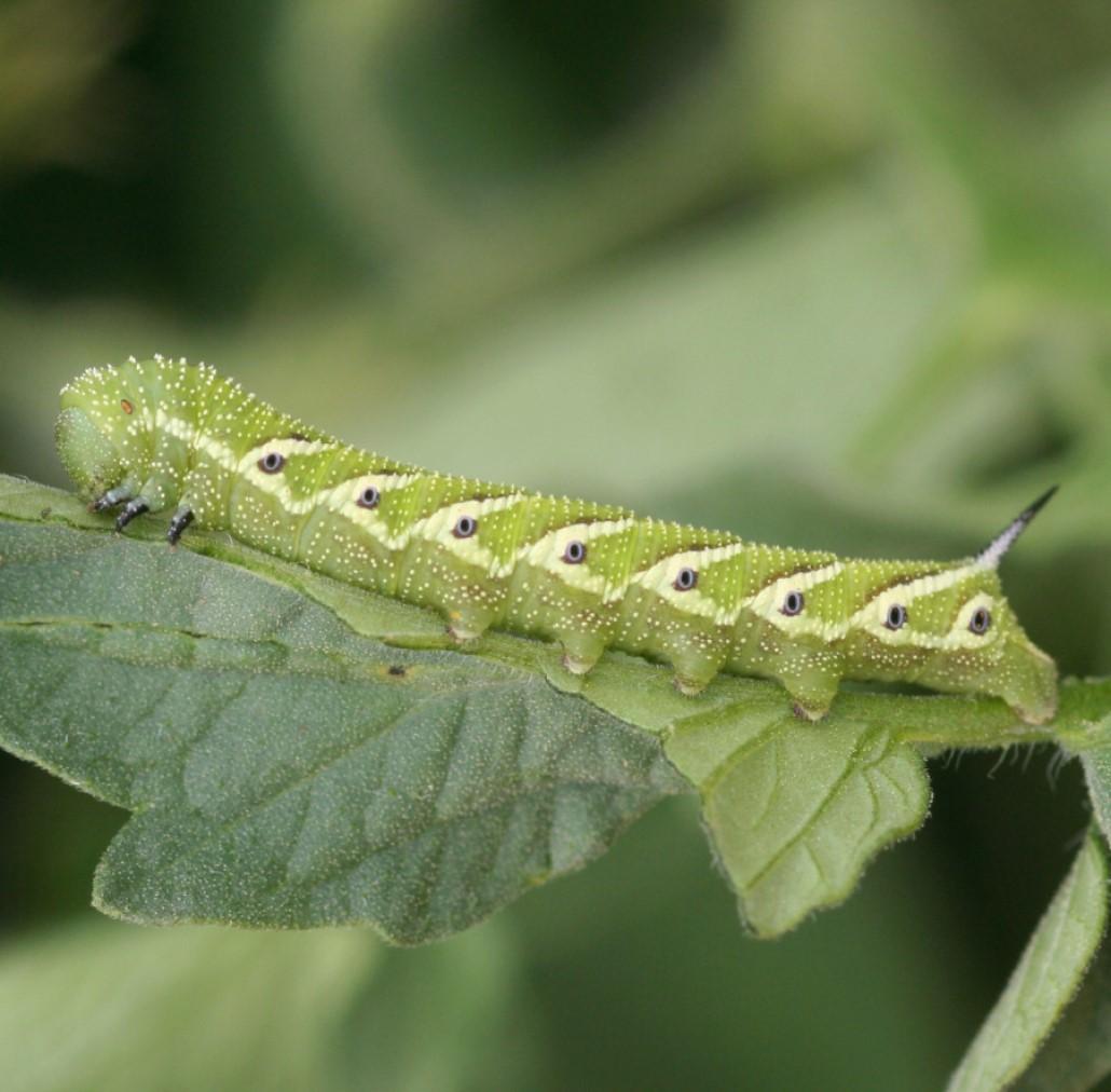 Caterpillar of the Tomato Hornworm moth