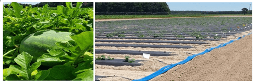 Research pictures from LESREC