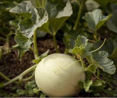 Honeydew Melon on a vine
