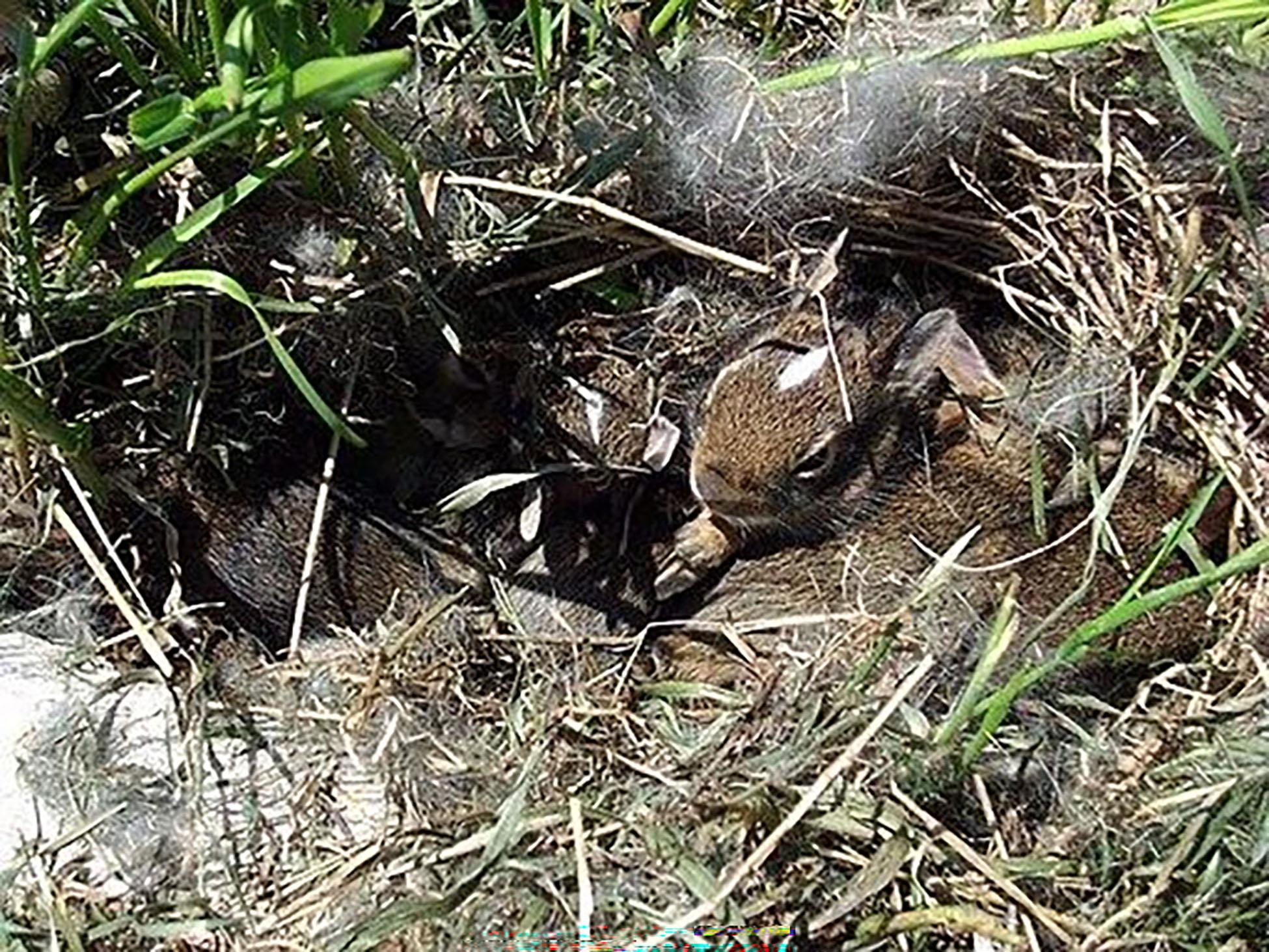 A cottontail rabbit nest with kits that have the typical white blaze on their foreheads.