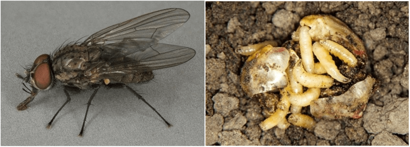 Adult fly on left and larvae in corn seed on the right.