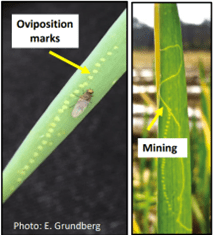 Oviposition marks and mining tunnels created by allium leafminer