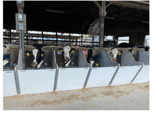 Cows consuming TMR from Calan door system.