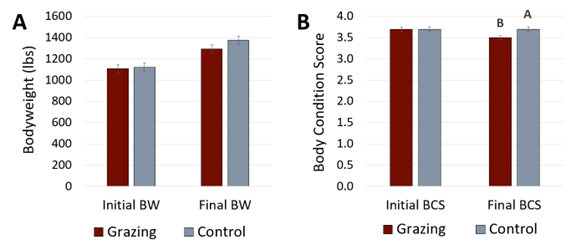 A bar chart comparing the initial and final body weight and body condition score of heifers in the study.