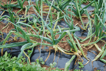 Distorted leaves resulting from allium leafminer damage