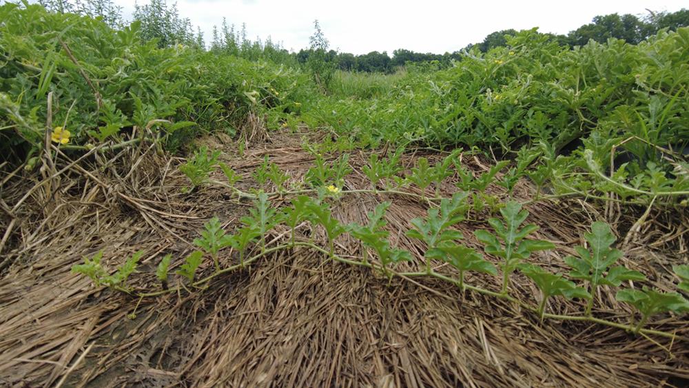 Watermelon growing in a field