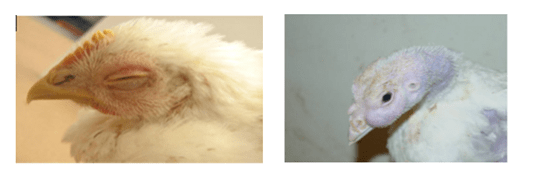 Sick chickens with aMPV