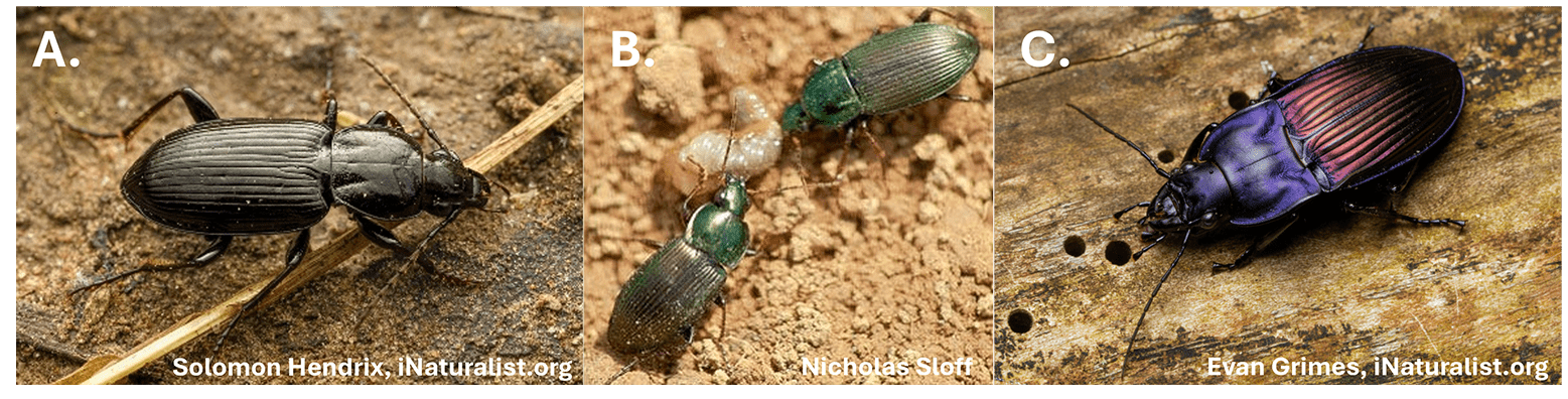 Adult carabid beetles depicting color variation among species.