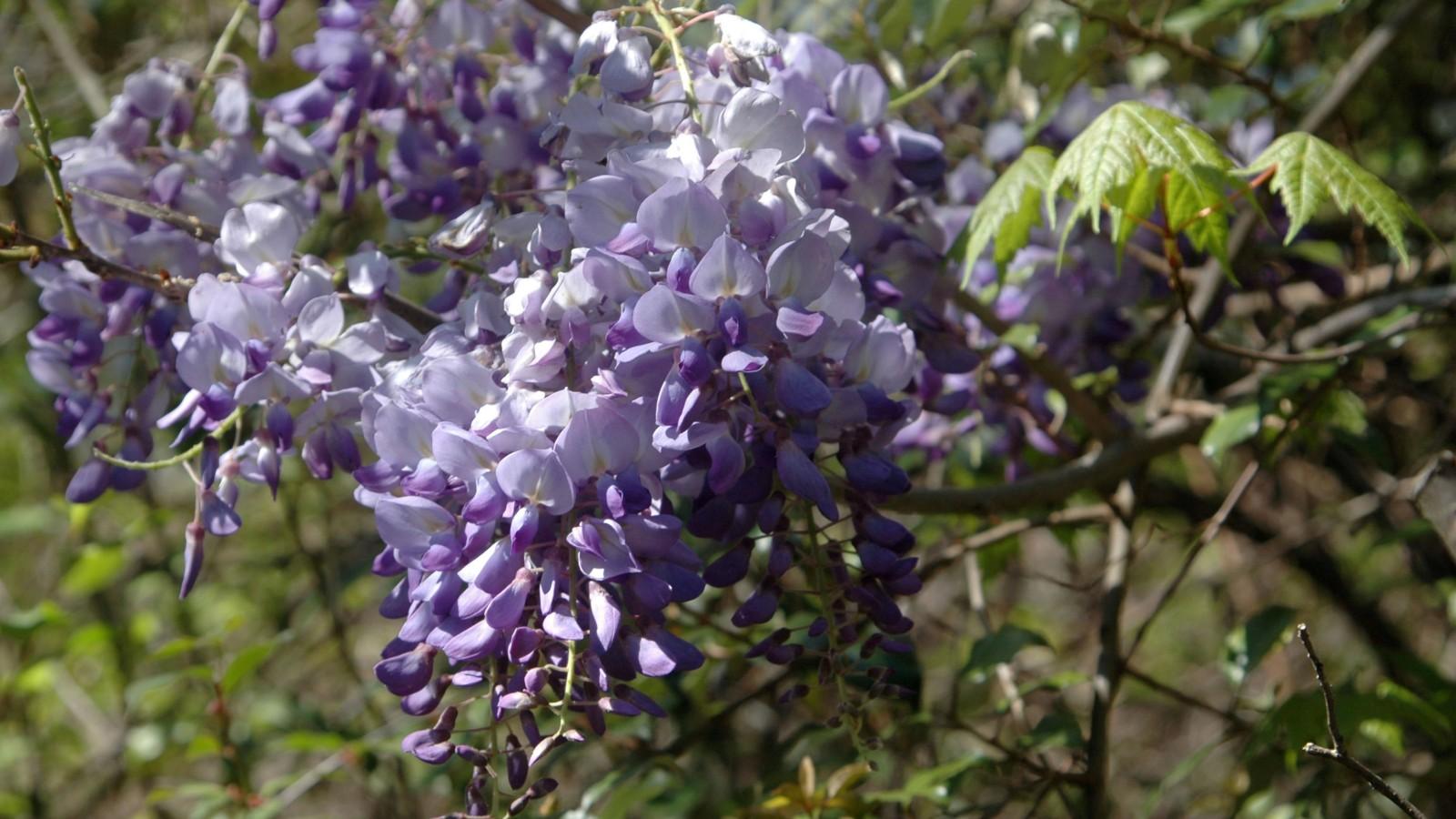 Flower clusters of Chinese wisteria.