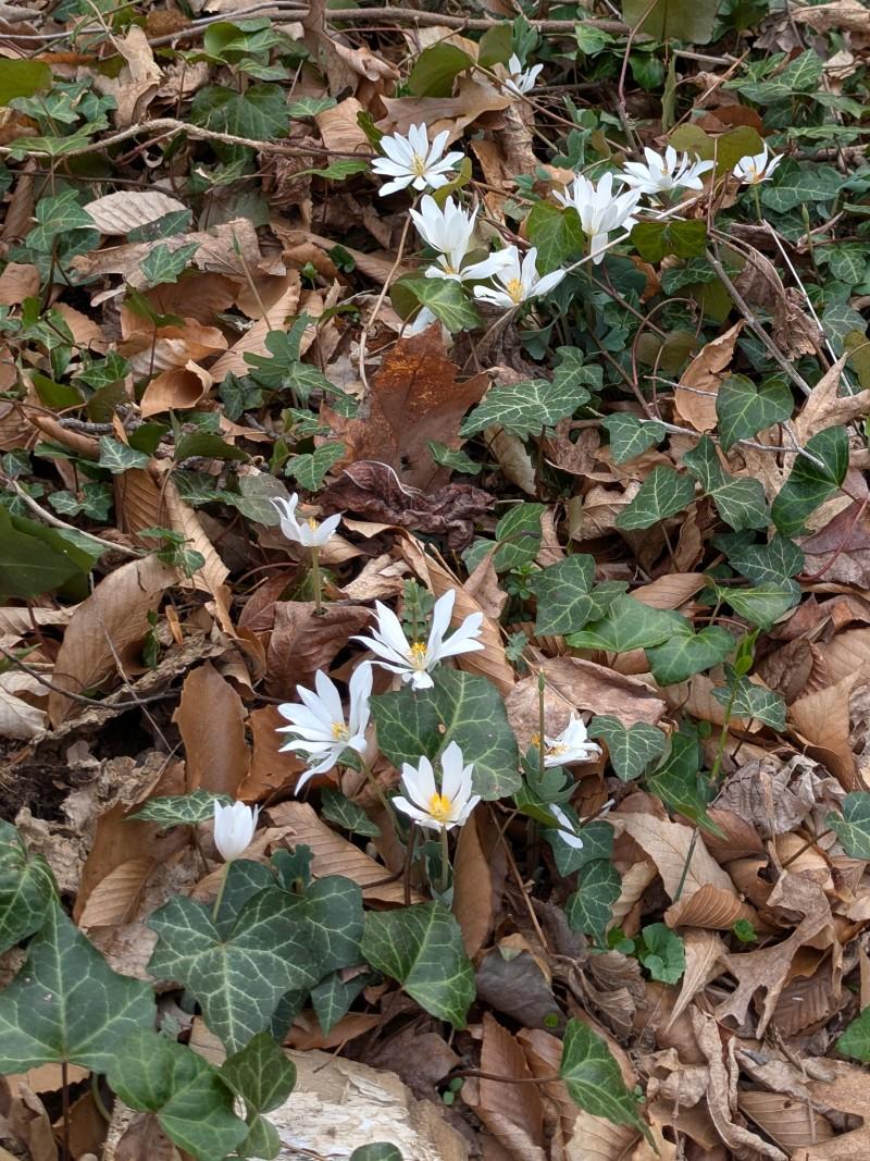 Bloodroot flowering amid English ivy on a forest floor.