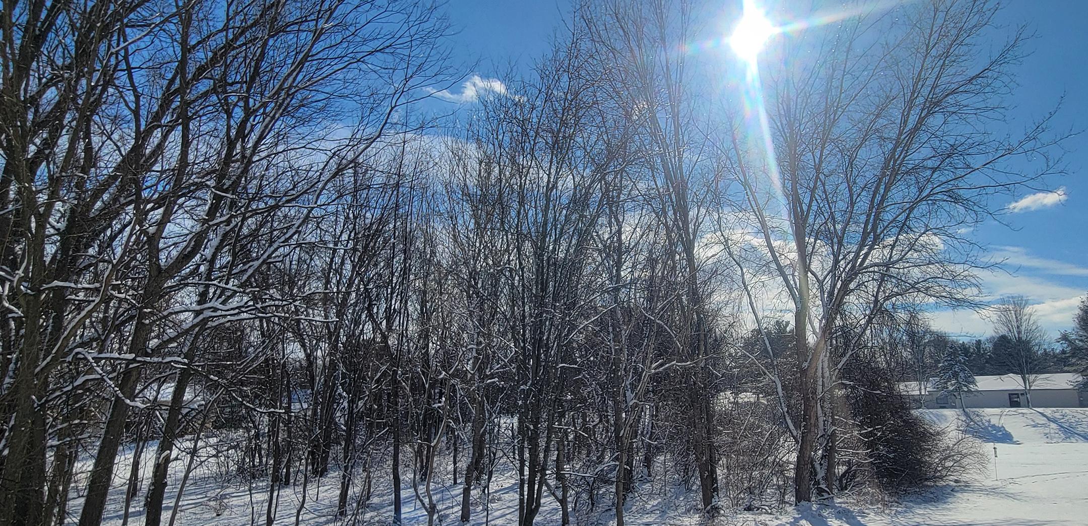 Snowy landscape with trees and blue sky. Photo by Andrew A. Kling.