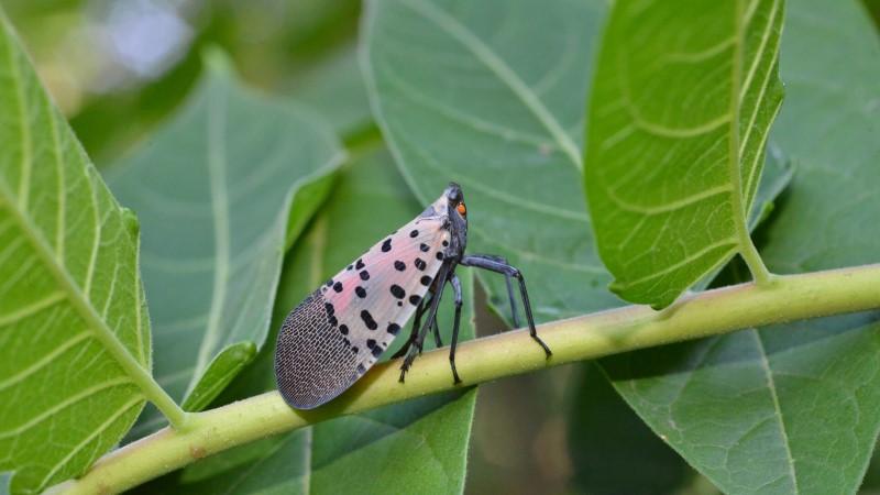 Adult spotted lanternfly perched on a tree-of-heaven leaf stalk.