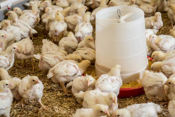 Broiler chickens feeding