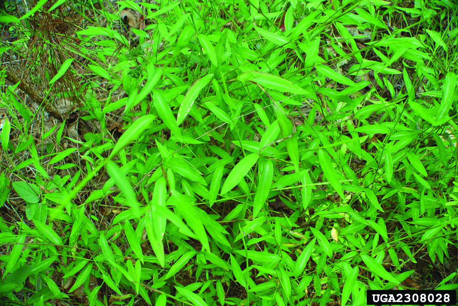 Japanese stiltgrass. Photo by Chuck Bargeron, University of Georgia, www. invasive.org