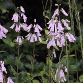 pink flowers of native hairy beardtongue plants