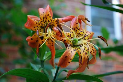 orange flowers of turks cap lily