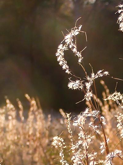 native little bluestem grass with seedheads