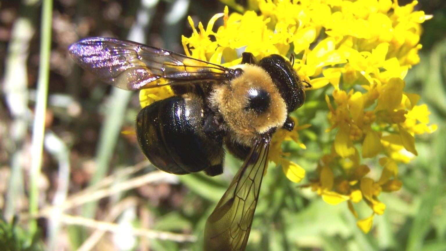 carpenter bee on a flower