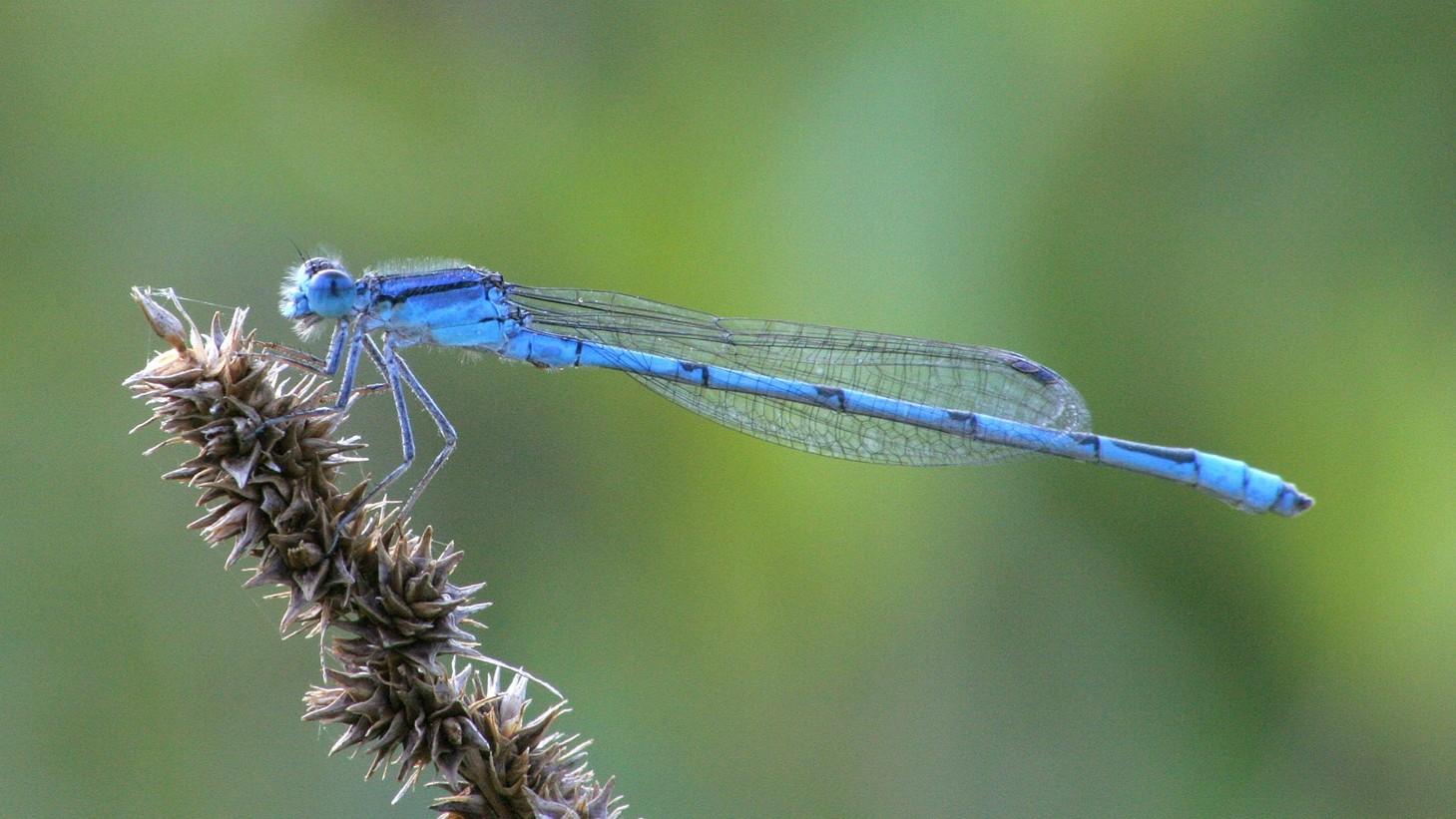 bluet damselfly