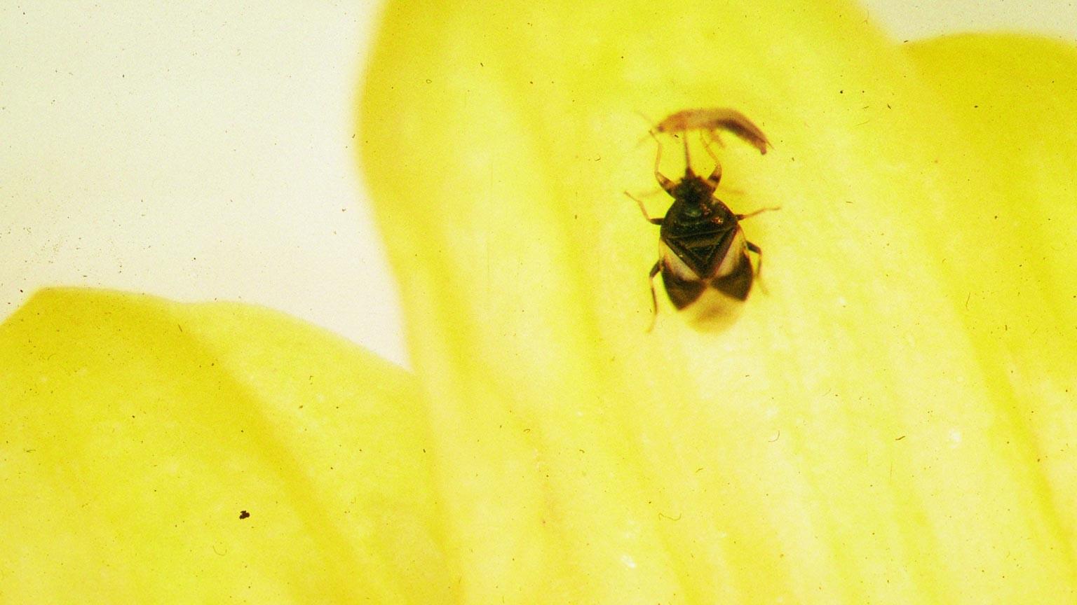 minute pirate bug feeding on thrips