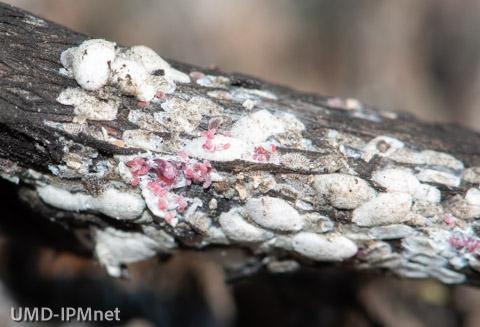 Eggs found on the underside of a female crapemyrtle bark scale cover