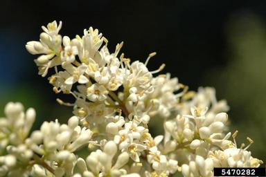 Japanese Privet