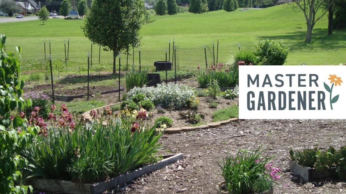 Allegany Master Gardener