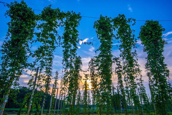 Hops field