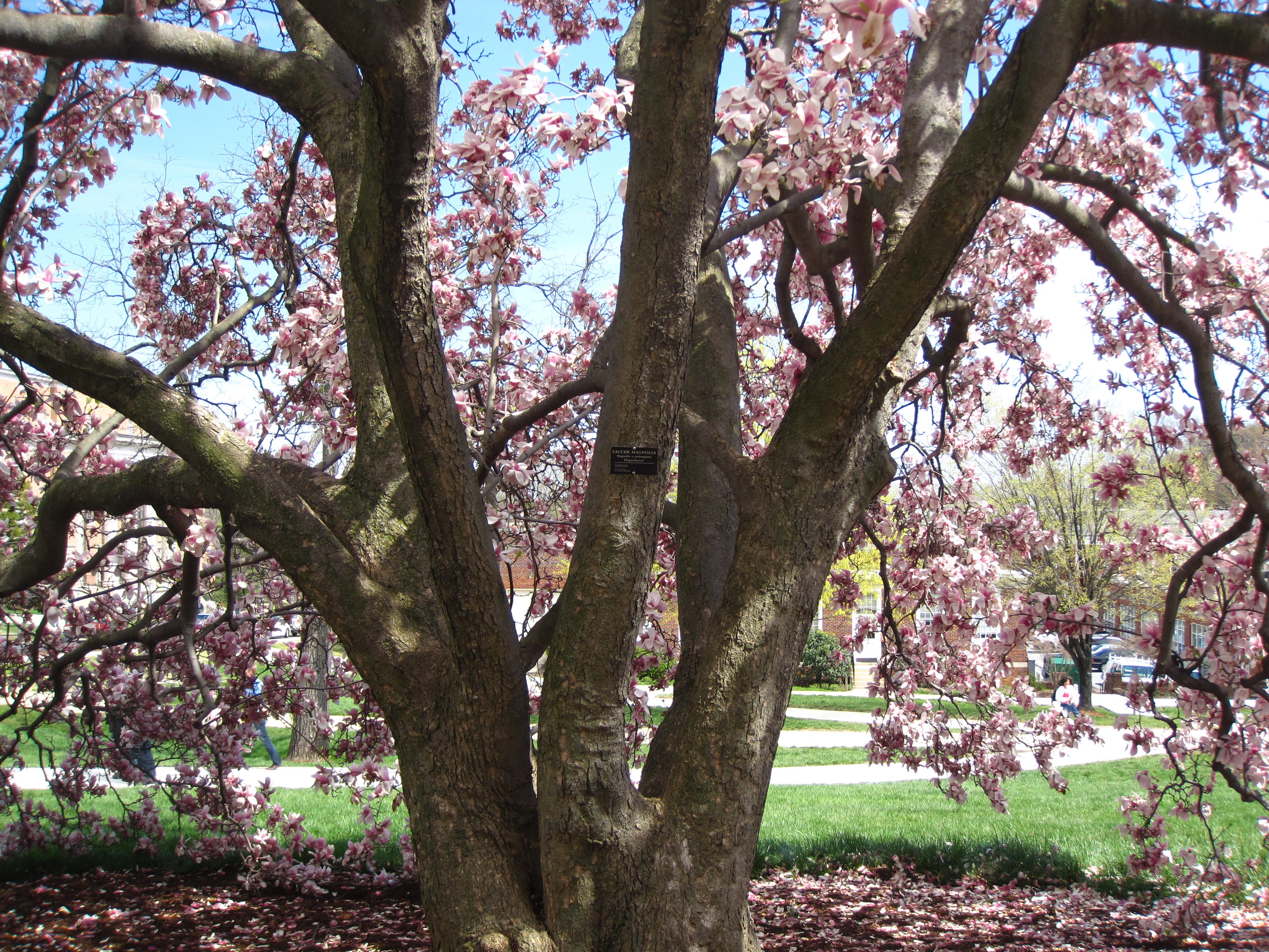 saucer magnolia