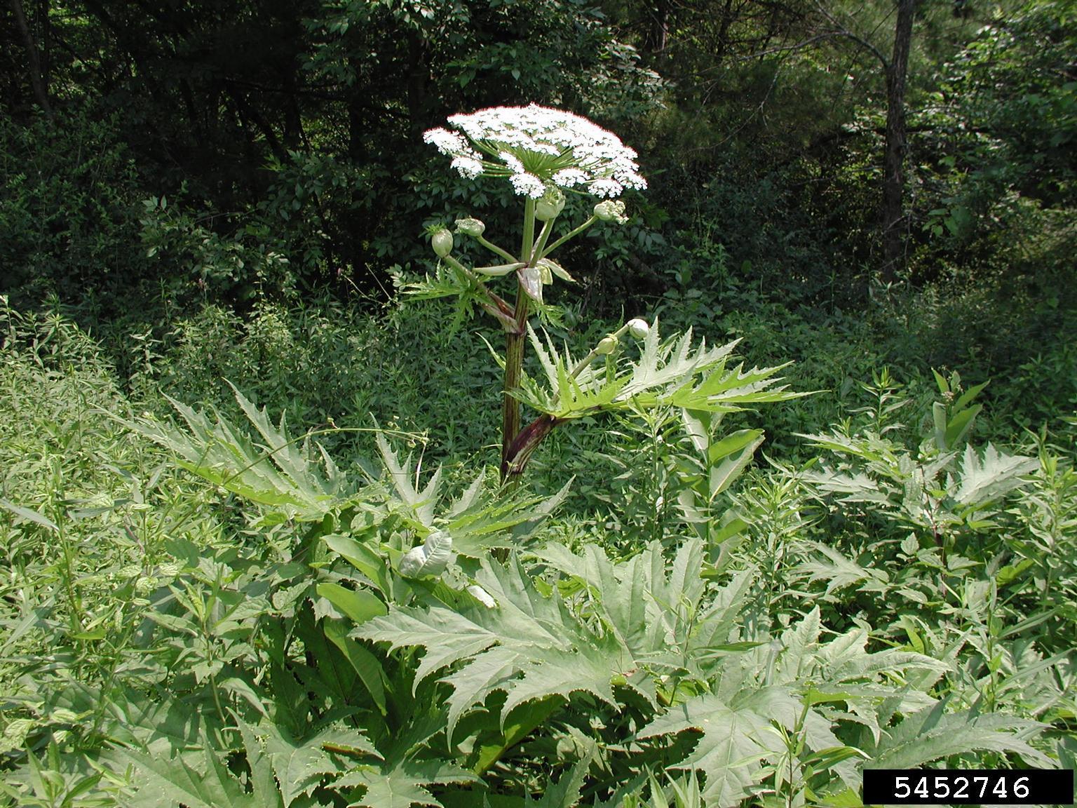 invasive giant hogweed in flower