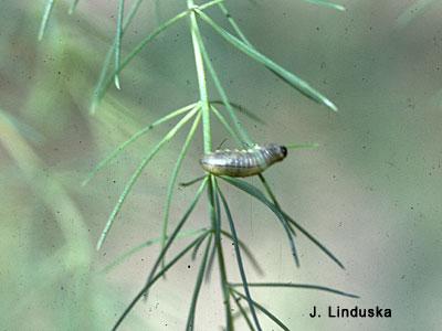 Asparagus beetle larvae on fern