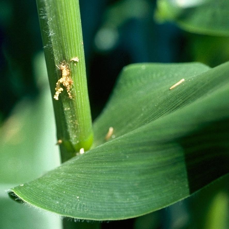 Borer entrance into corn stem