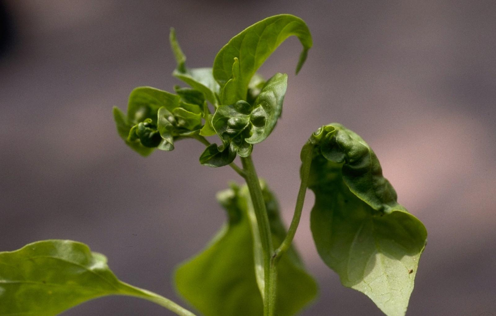 Aphid damage on pepper plant