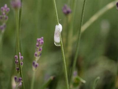 spittlebug on lavender