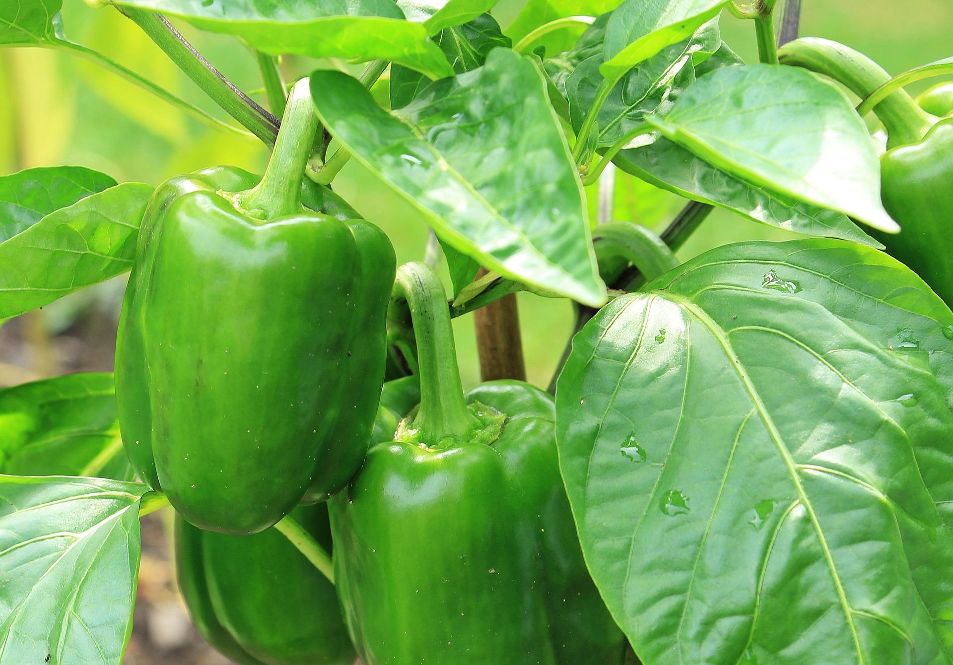 green peppers growing in vegetable garden