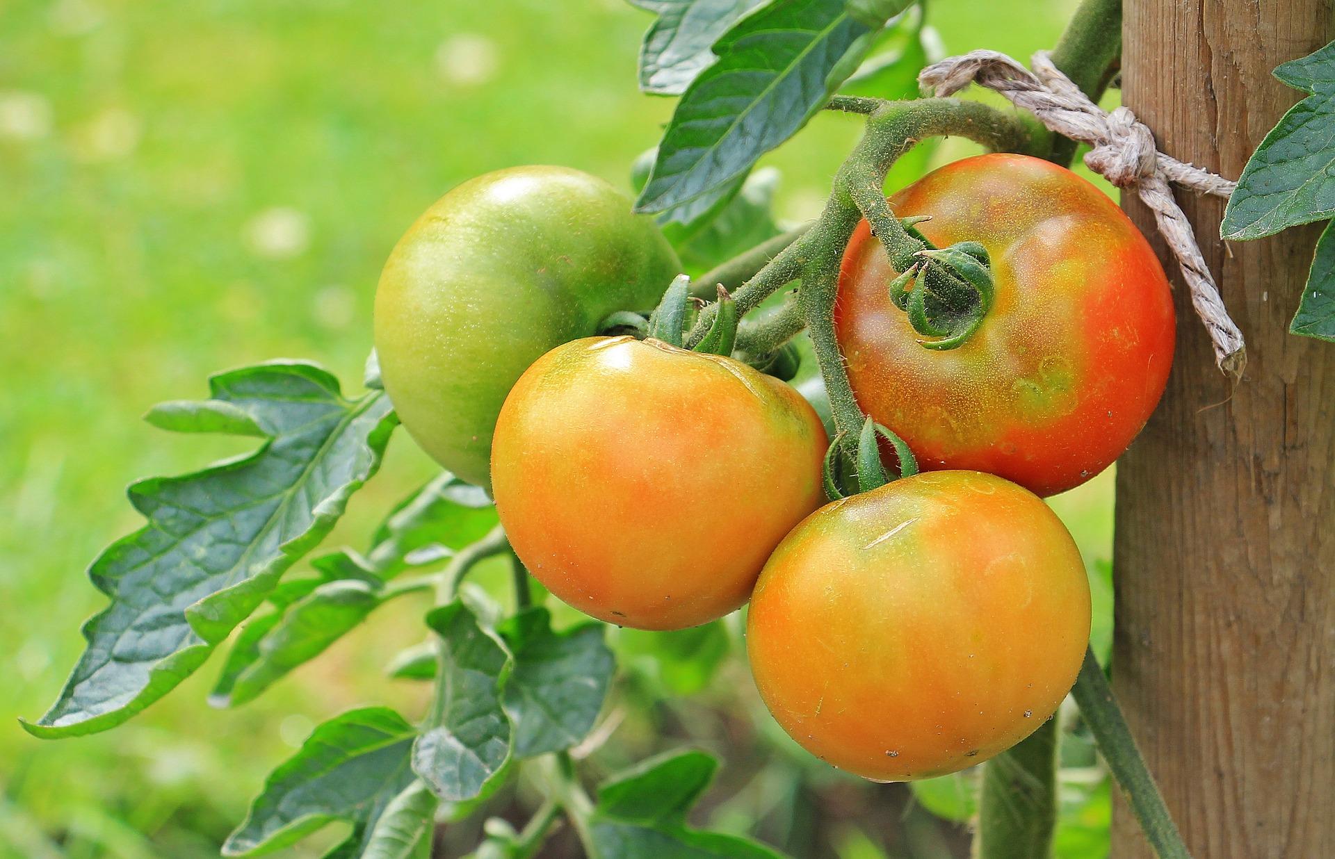 tomatoes growing on a vine