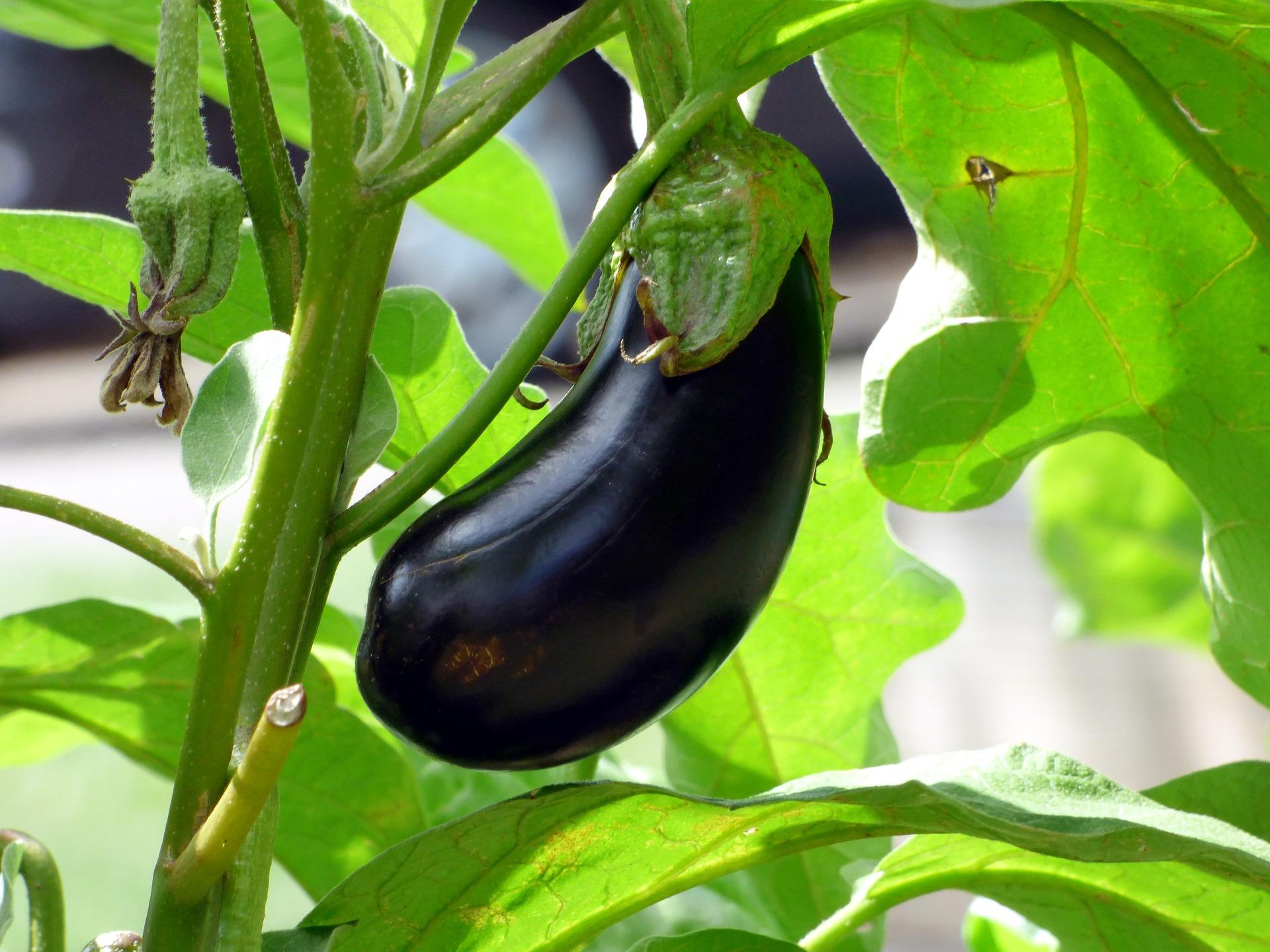 purple eggplants