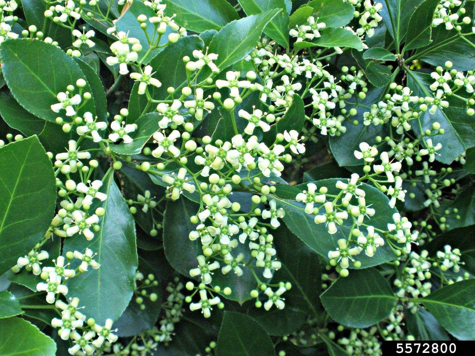 invasive winter creeper shrub with small white flowers