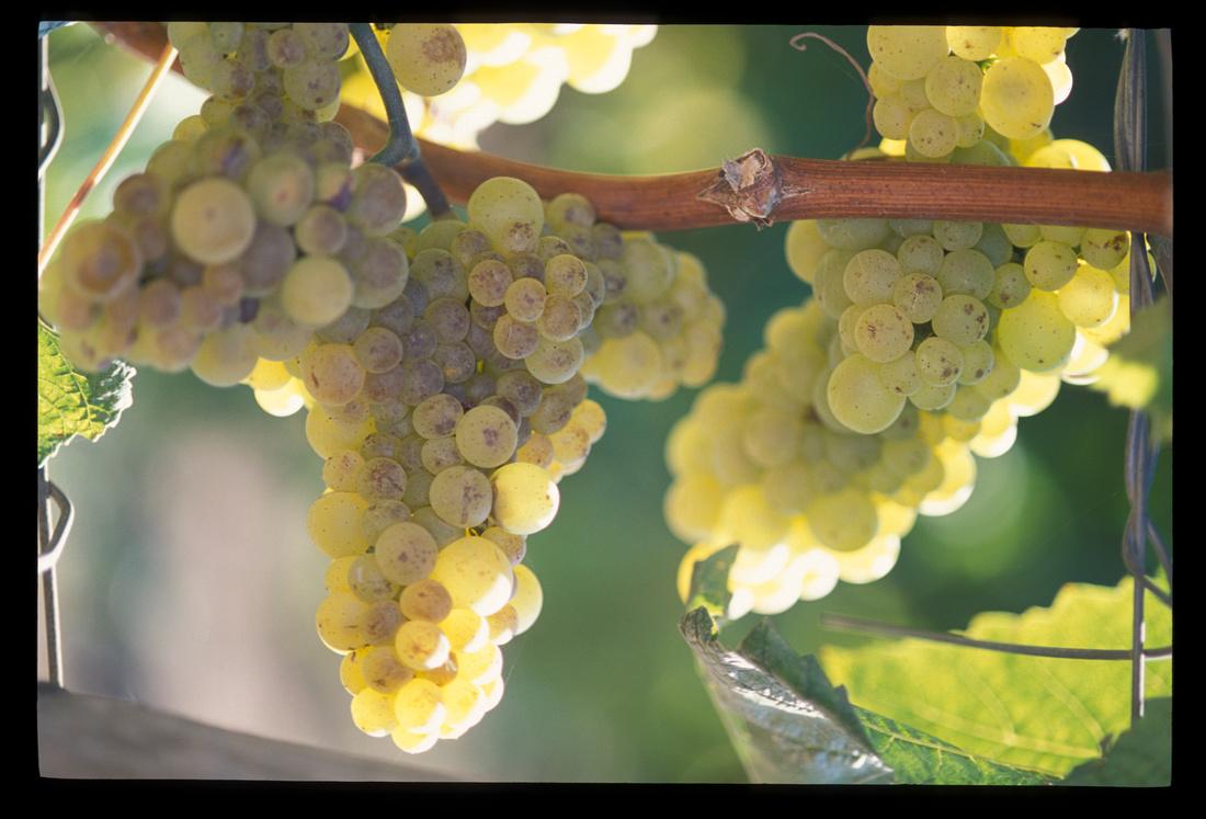 Grapes on a vine